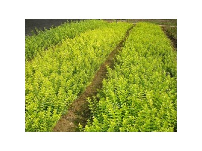 上海造林小苗，青楓，紅楓，紅葉石楠，紫薇，桂花，茶花-- 北京城景園林苗木有限公司